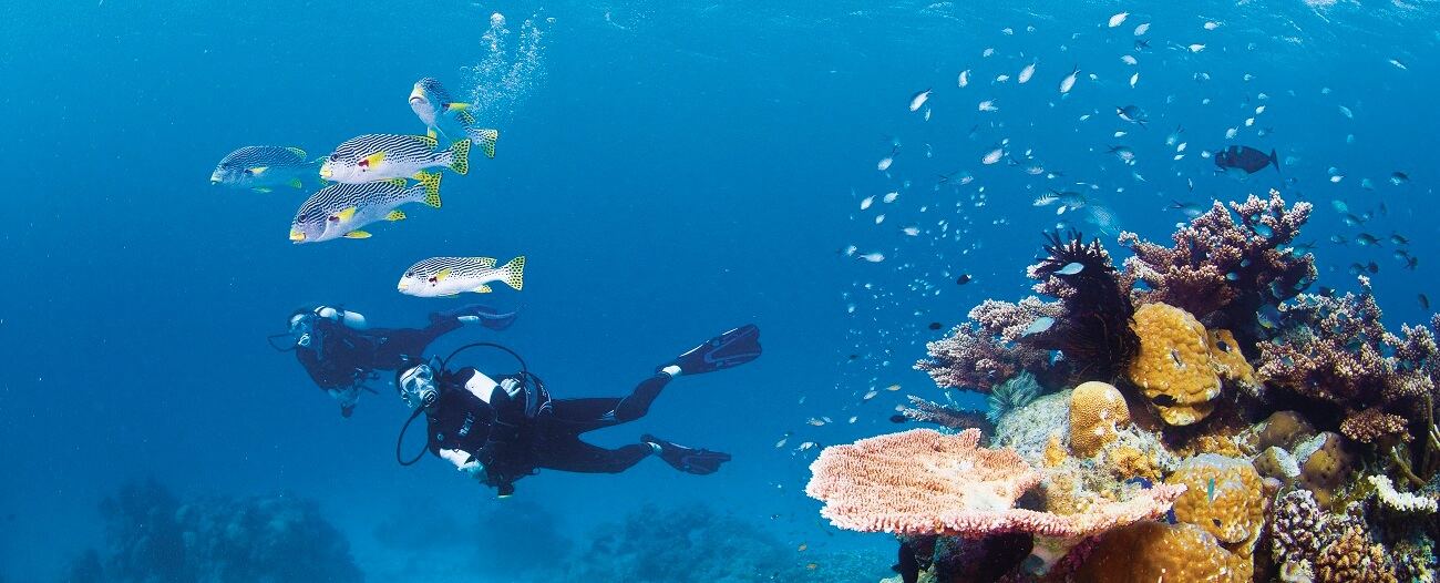Dive & Snorkel the Great Barrier Reef All Year Round