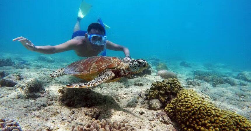 great-barrier-reef-small-group-tour-turtle