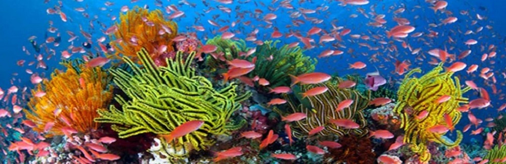 The Magical Underwater World of The Outer Reef