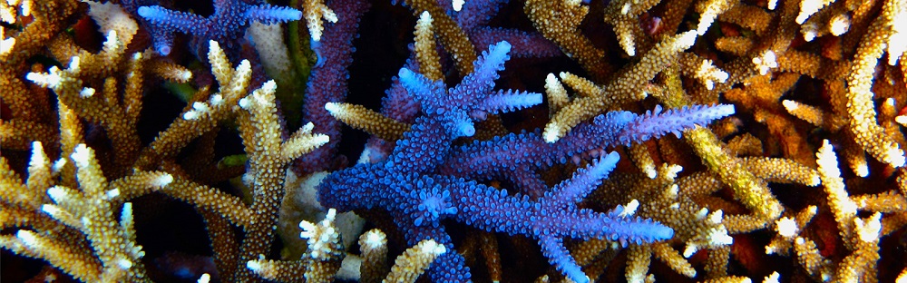 Coral of the Great Barrier Reef – A colourful underwater journey