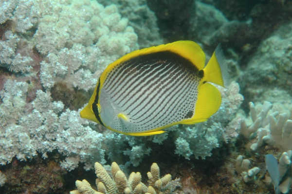 Fish in Great Barrier Reef
