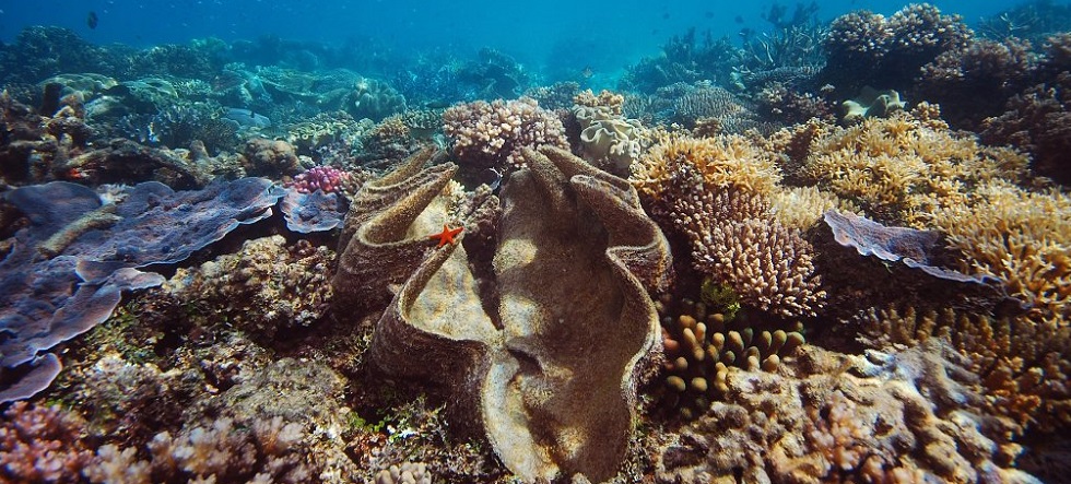 Breaking Patches on The Great Barrier Reef