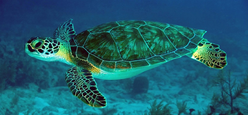 What Are The Different Types of Turtle in the Great Barrier Reef?