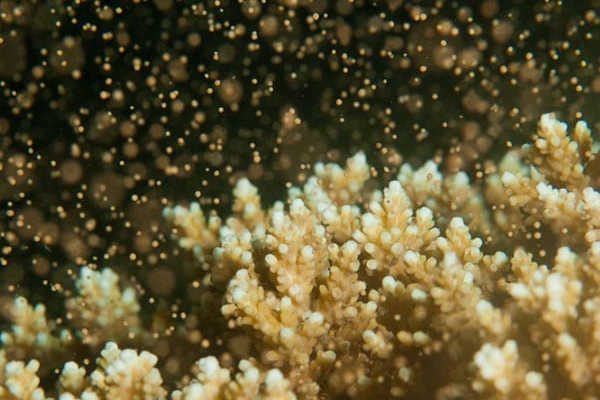 Great Barrier Reef Coral Spawning