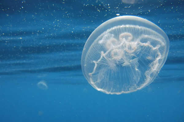 Jellyfish Great Barrier Reef