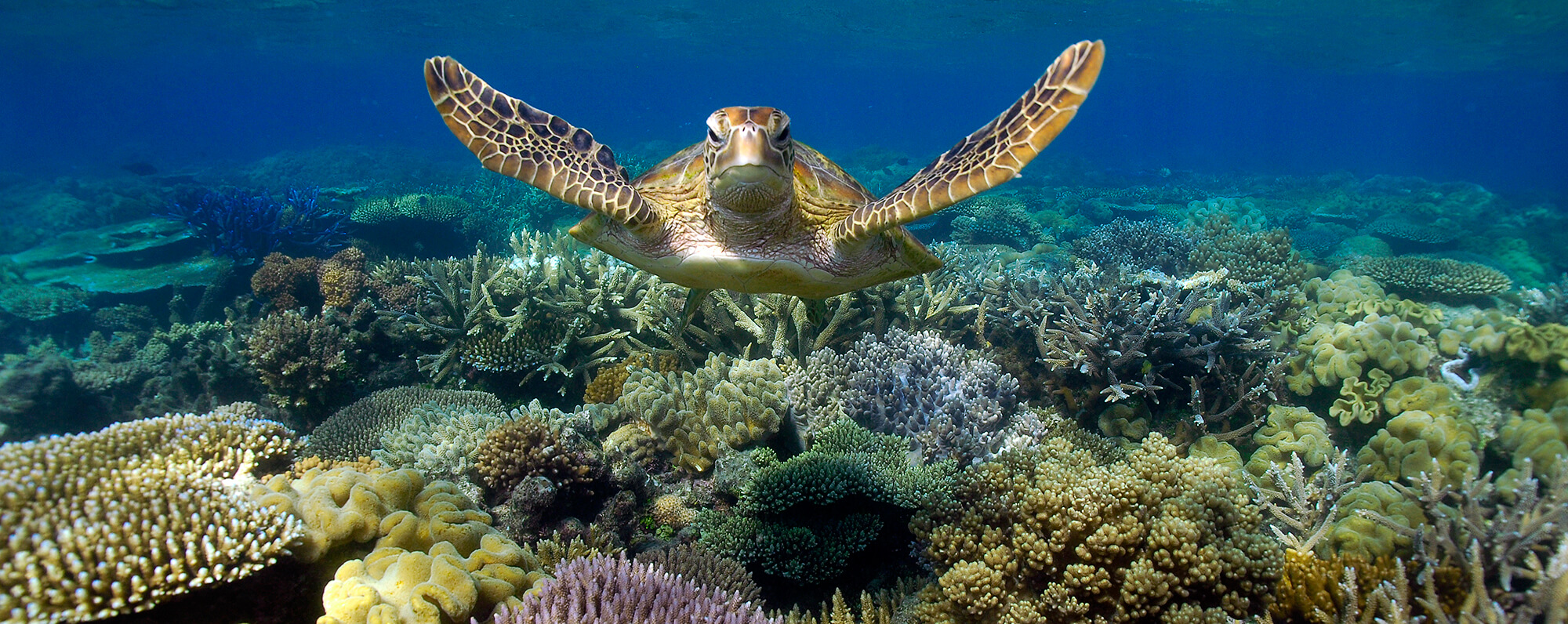 How to save the Great Barrier Reef?