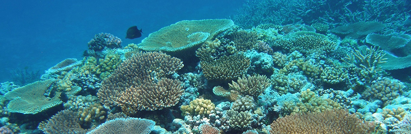 Which is the best reef in Great Barrier Reef?