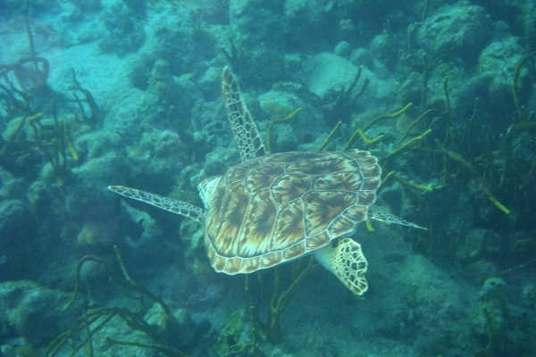 Turtle at Norman Reef