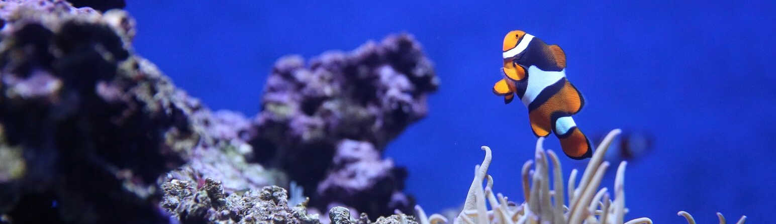 The Great Barrier Reef is not Dead