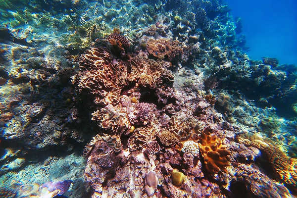 What is coral?