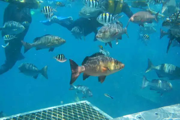 Great Barrier Reef Fishing Industry
