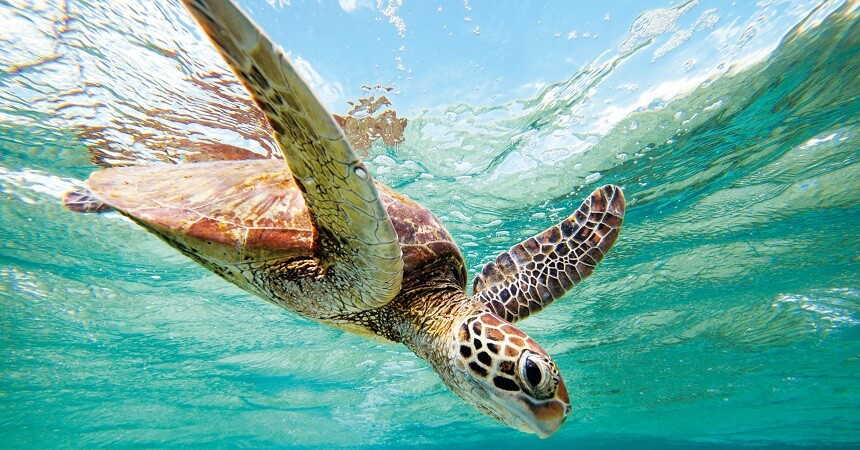 great barrier reef turtle
