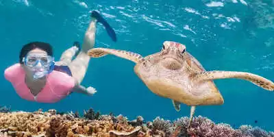 Great Barrier Reef Premium Snorkelling Tour $219