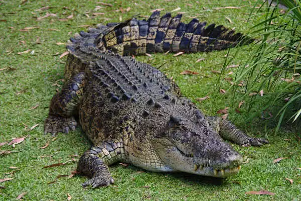 Croc le crocodile