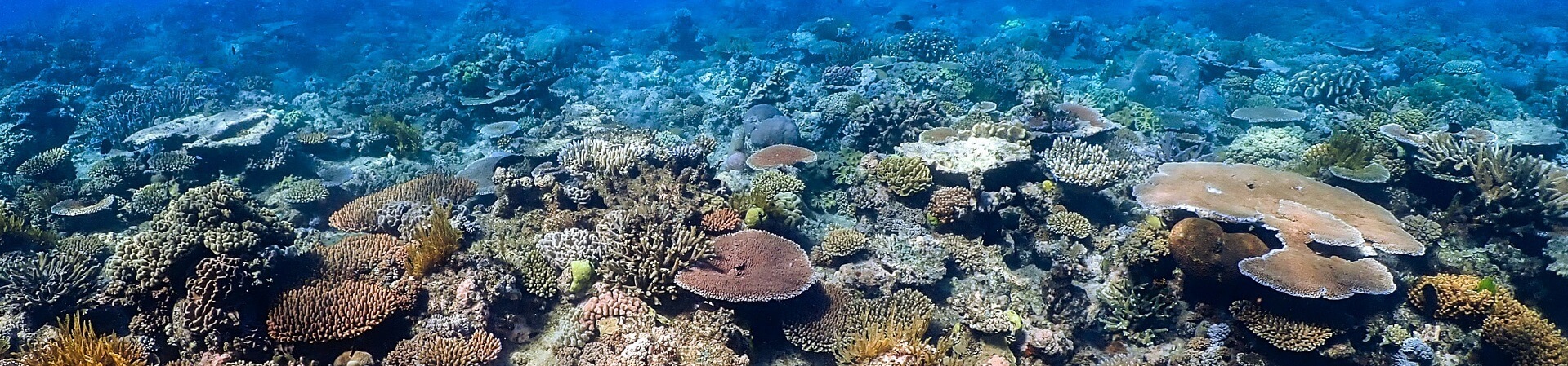 What is the most colourful coral in the Great Barrier Reef?