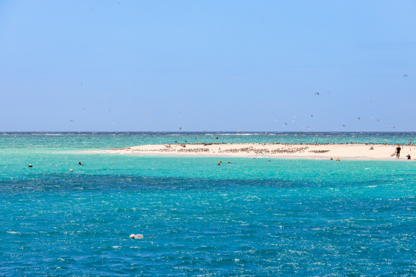 Michaelmas Cay Sea Birds