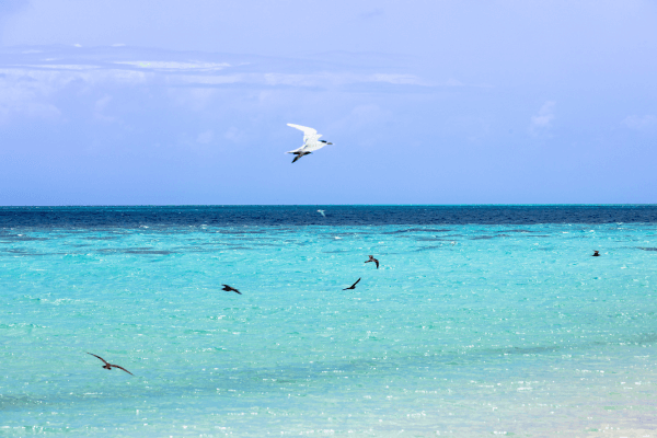 birds in Michaelmas Cay