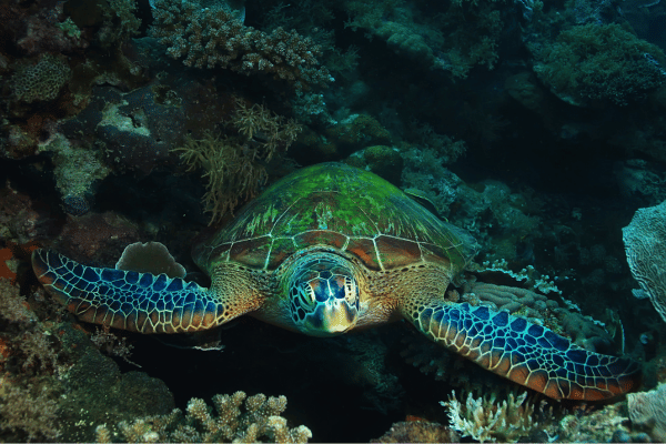 Great Barrier Reef turtles