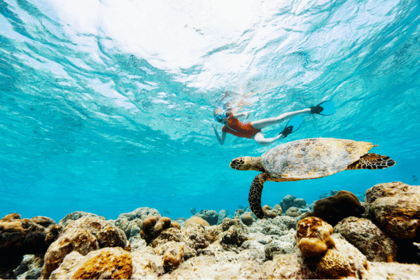 Snorkelling and turtle at the Great Barier Reef