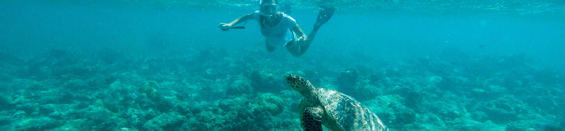 Can you see turtles while swimming at the Great Barrier Reef?