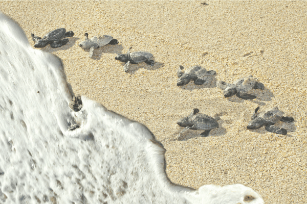 Turtle hatchlings