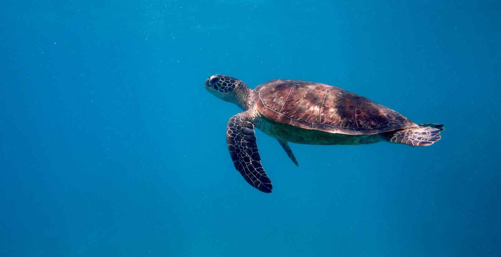 turtle swimming