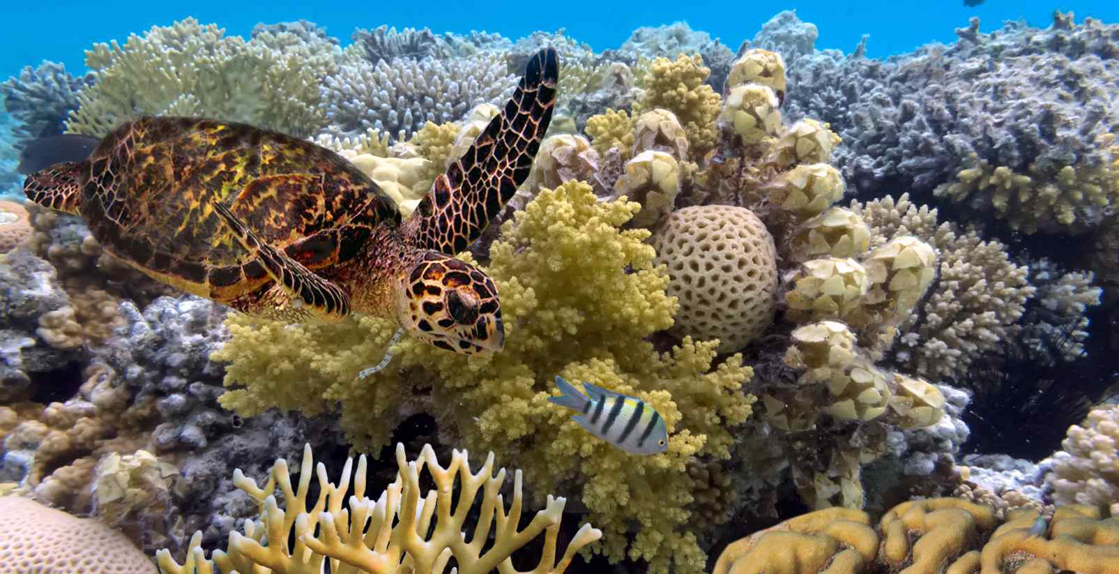 Turtle swimming around reef