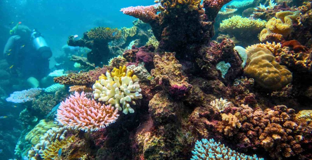 Colourful reef