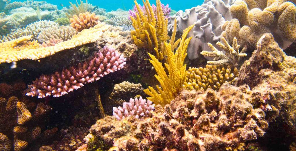 Colourful reef