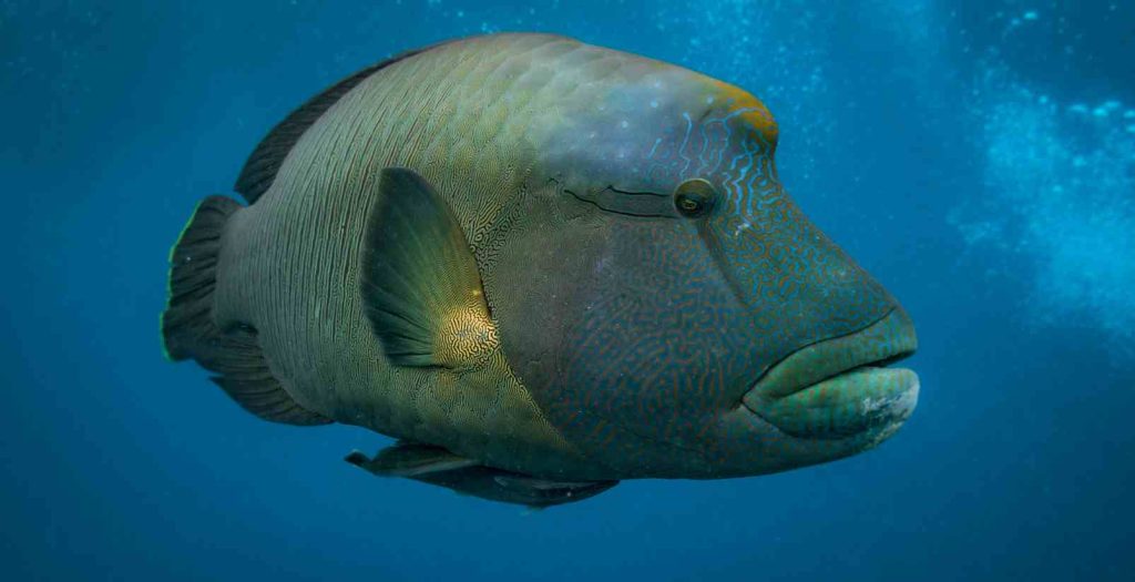 fish