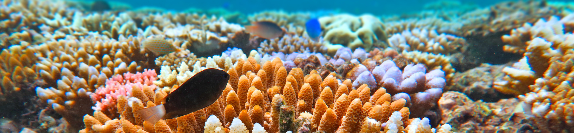 Great Barrier Reef
