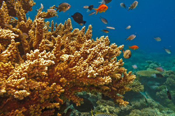 Great Barrier Reef