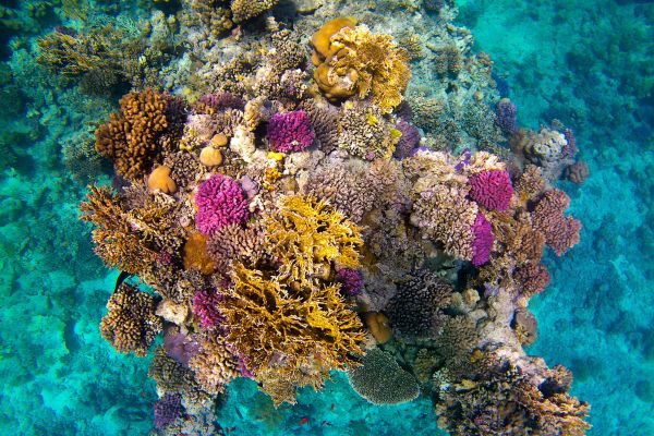 Colourful reef