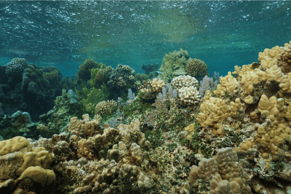 Rain at the reef