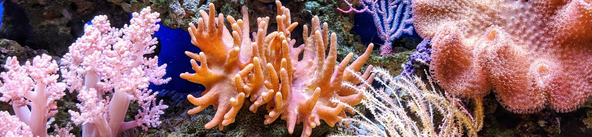 Great Barrier Reef