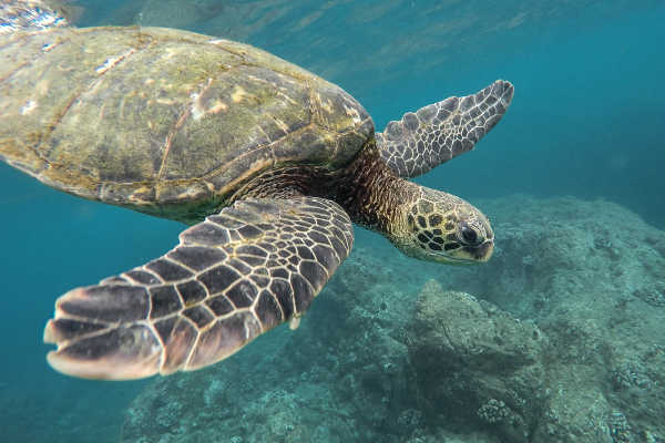 Turtle