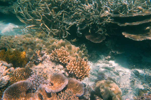 Coral Reef