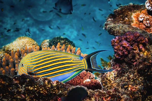 Coral Reef