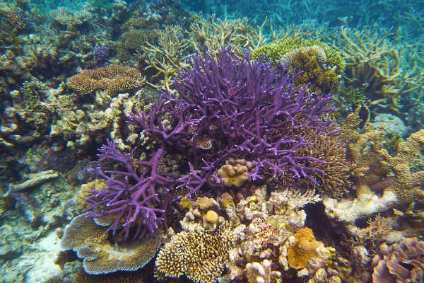 Corals Great Barrier Reef