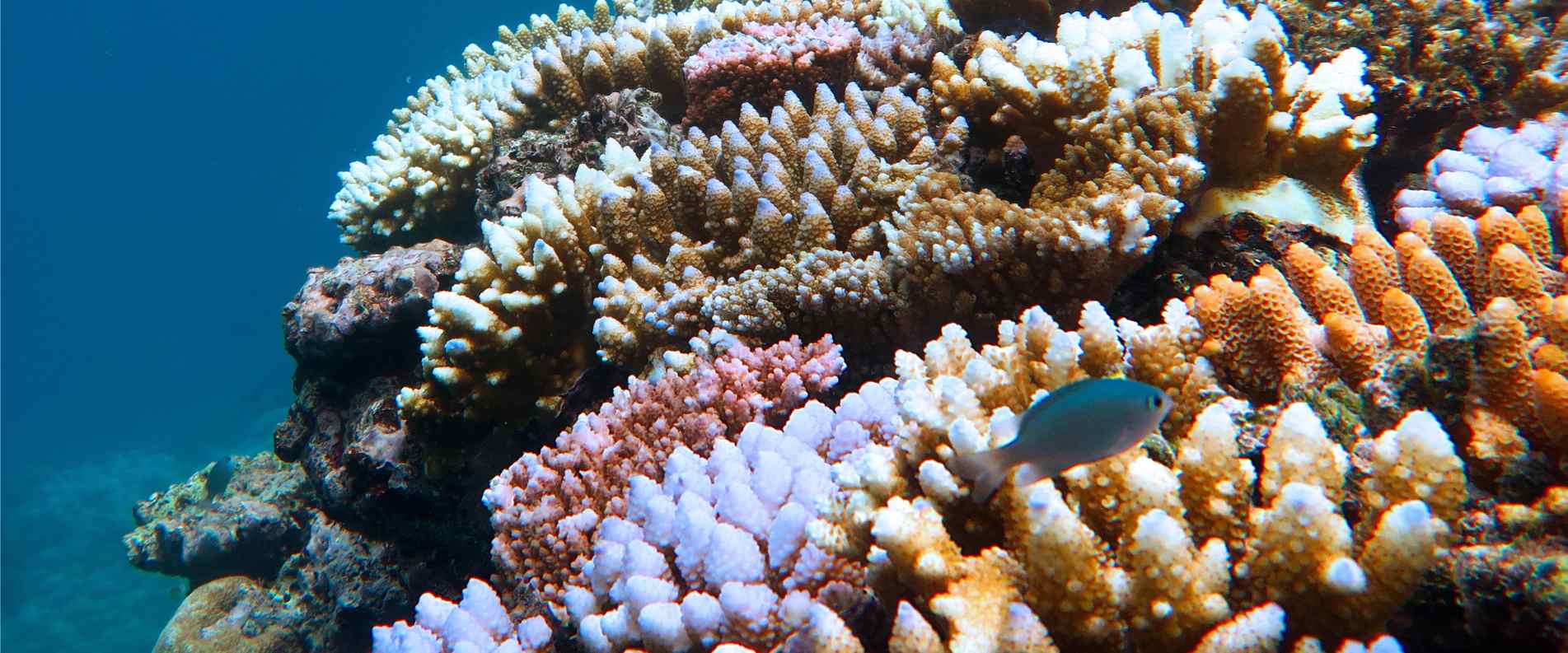 Colourful reef and fish