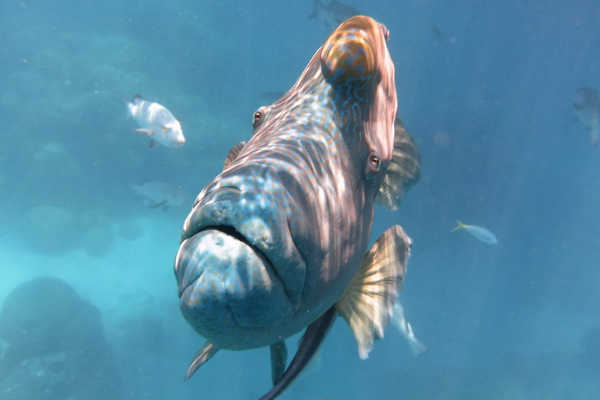 Great Barrier Reef Creatures