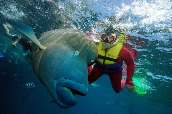 Great Barrier Reef Snorkelling