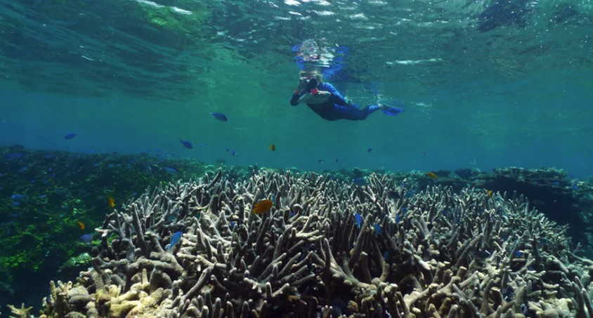 Great Barrier Reef Temperature