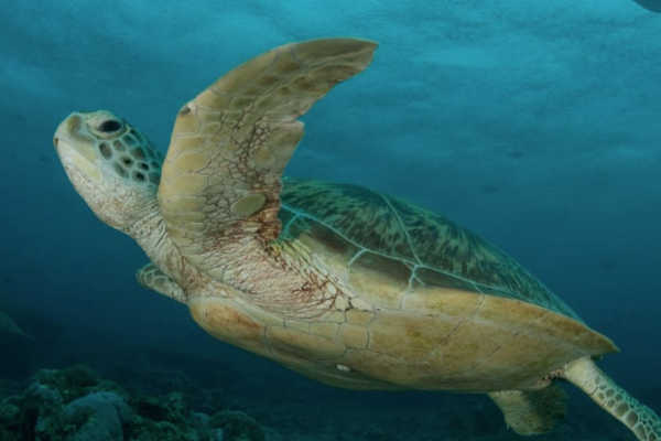 Green Turtle