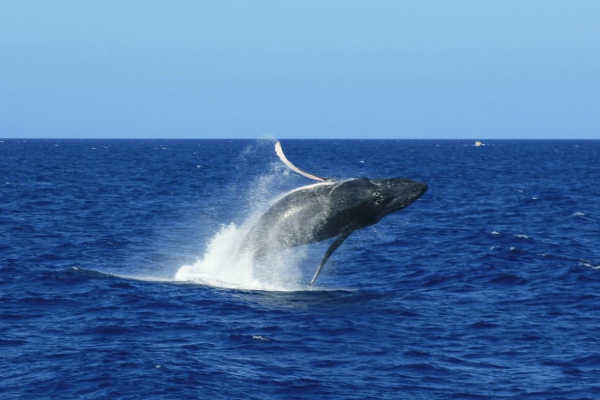 Humpback Whale at Great Barrier Reef