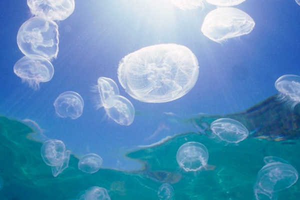 Jellyfish, Stinger season