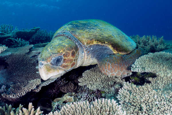 Loggerhead Turtle