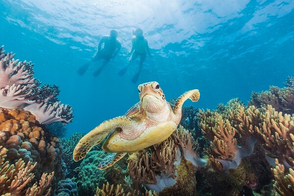 Turtle at Michaelmas Cay