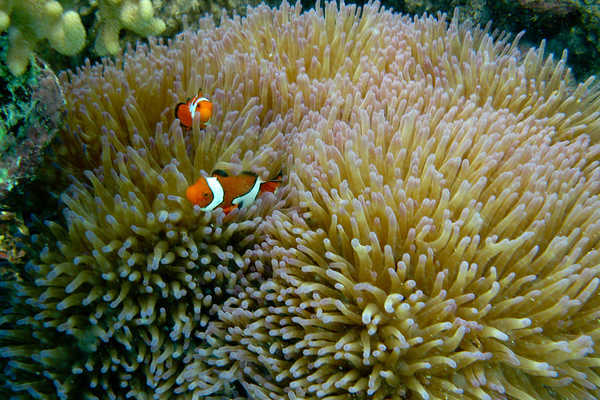Nemo