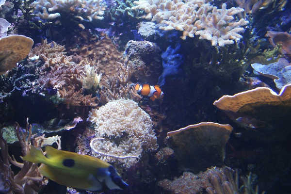 Nemo